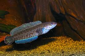 Image result for Maerua andradae