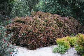 Image result for Tristaniopsis