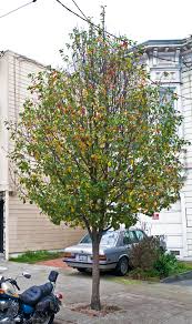 If you are looking for ornamental pear trees that overflow with showy flowers in spring, consider chanticleer pear trees. Flowering Pear Friends Of The Urban Forest