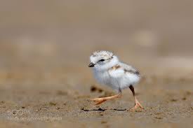 Sea Birds Of Cape Cod Pin On Animals
