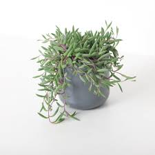 Image result for Senecio purpureus