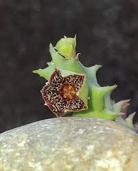 Image result for Orbea carnosa
