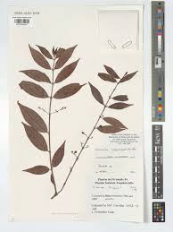 Image result for Pouchetia