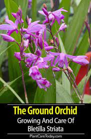 Bletilla Striata How To Grow And Care For Ground Orchid Ground Orchids Orchids Orchid Soil