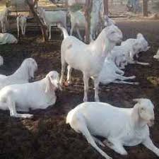 Sojat goat farming is very common in india. Sojat Eid Goat At Rs 16000 In Ajmer Rajasthan Sheikh Goat