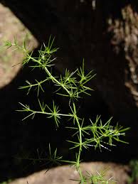 Image result for Asparagus minutiflorus