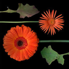 Image result for Gerbera viridifolia