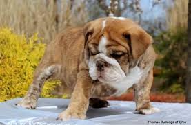 Check spelling or type a new query. 8 Rarest English Bulldog Colors Rarest Org