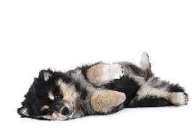 Although they're pretty rare in the u.s., wildlife agencies use these intelligent, courageous dogs in national parks to minimize human and bear conflict. Finnish Lapphund Dog Breed Information