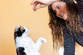 Sie sind jedoch nicht unbedingt an brunftzeiten gebunden. Katzentricks Beibringen 10 Tricks Fur Clevere Katzen Zooplus
