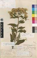 Image result for Vernonia calvoana