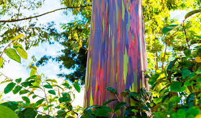 These trees can grow quite large if left unpruned, but pruning techniques, like coppicing and pollarding, mean you. Who Painted The Bark Meet The Magnificent Rainbow Eucalyptus