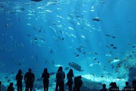 Adalou The Blog Cool Fish Tanks Aquarium Fish Tank Fish Tank