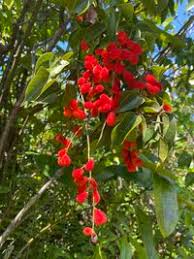 Image result for Agelaea pentagyna