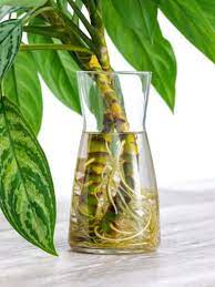 More images for how to grow english ivy in water » Indoor Water Garden Growing Plants In Water Year Round