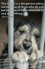 Stop Animal Cruelty Animal Rescue Quotes Animal Abuse Quotes Animal Abuse Awareness