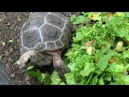 Care for these tortoises requires a good deal of commitment. Aldabra Tortoise For Sale Buy Baby Giant Aldabra Tortoises For Sale Online