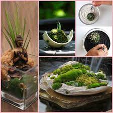 Regenbogen zen garten mit slime pool!! Pin Auf Gardening And Gardens