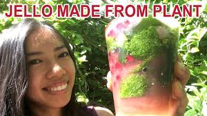 Sương sâm can be enjoyed as a simple dessert on its own or added as a tasty topping to other beverages, such as milk tea/boba drinks. Grow Your Own Jello At Home Suong Sam Youtube