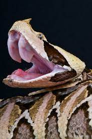 Gaboon Viper The Gaboon Viper Bitis Gabonica Is A Venomous Viper Species Found Affiliate Gabonica Venomous Bitis Gaboon Viper Viper Snake Reptiles