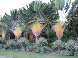 This Is The Front Of The Garden From Kenya Tropical Landscaping Trees To Plant Plants