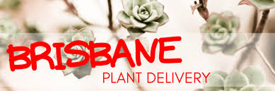 With flowering foliage ranging from yellow to red, it is best suited to a. The 8 Best Options For Plant Delivery In Brisbane 2021