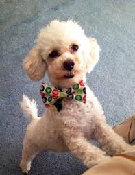 Max so cute with his Christmas Bow tie ❤️