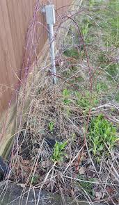 Is that thorns is while vines is. Red Thorny Vine Ne Ohio
