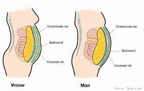 Visceraal Vet Wat Is Het En Hoe Raak Je Het Kwijt