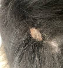 Image result for hotspot dogs