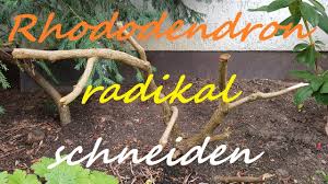 Ein einfacher pflegeschnitt erfolgt in der regel nach der blüte ab mai bis in den juni. Rhododendron Radikal Zuruck Schneiden 1 Skelettiert Youtube