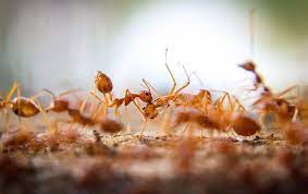 Get quotes from reliable pest control services near you. Blog The Secret To Get Rid Of Fire Ants Around Your Houston Yard Keep Them Away