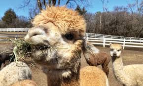 Chicago fun, chicagoland fun, chicago's animal rentals, chicago fun petting zoo, petting zoo rentals, petting zoo rental, petting zoo chicagoland, petting zoo chicago. 13 Unique Animal Experiences Your Kids Will Go Wild For Chicago Parent