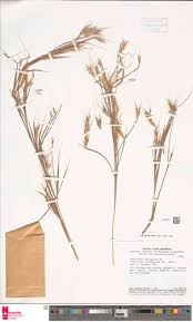 Image result for Andropogon fastigiatus