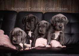 Find home for an animal alerts get alerts. Northern Colorado Great Danes Nutrition Home Facebook