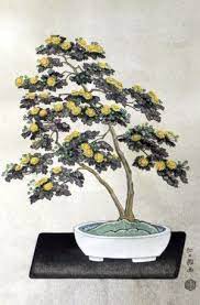 Chrysanthemum bonsai are very popular in japan, and like azalea bonsai, they often have their own exhibits. Chrysanthemum Bonsai Mums Bonsai Chrysanthemum Bonsai Plants Bonsai Tree Bonsai Tree Care Bonsai