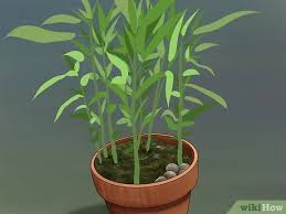 I grow mine indoors as a houseplant here in canada during the winter months and outdoors (in a sheltered location) in the summer months. How To Grow Ginger Indoors 14 Steps With Pictures Wikihow