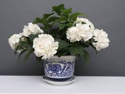 White peony plants near me. China Porcelain Flowerpot Blue White With Peony Flower O24cm Yajutang Mobel Gmbh