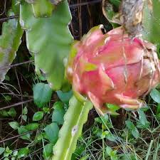 Lea Yumhbox On Instagram Pitaya A Lareunion Fruits Frugivorisme Frugivore Pitaya La Reunion Instagram