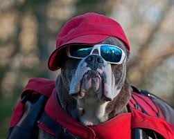 Dog Backpack Dog With Sunglasses And A Hat Dog Backpack Dog Olde Englis Sponsored Ad Sponsored Backpack Englis Dog Backpack Sunglasses Dogs