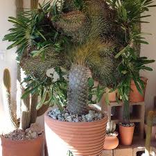 Maybe you would like to learn more about one of these? 12 Fashionable Flower Shops Botany Boutiques For Mother S Day Blooms Racked La