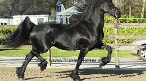 Shop stallions, geldings, ponies, mares, quarter horses, draft horses, and different according to couponxoo's tracking system, there are currently 20 broke horses for sale near me results. Black Friesian Horse For Sale Beautiful Mare Easy To Ride In Dressage Hacking Out And Driving Youtube