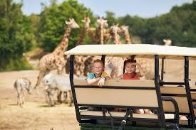 Safaripark beekse bergen is het enige safaripark van nederland. Gamedrive Safaripark Beekse Bergen Picture Of Beekse Bergen Safari Park Hilvarenbeek Tripadvisor
