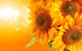 Flowers Wallpaper Sunflowers Beautiful Flowers Wallpapers Sunflower Wallpaper Sunflower Pictures