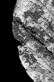 The beauty of nature can be very inspiring. Minimalist But Dramatic Nature Photographs Of Intricate Leaf Skeletons Keith Dotson Photography