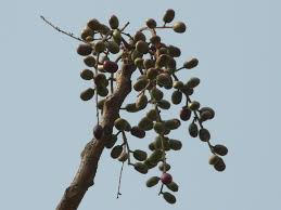 Image result for Lannea edulis