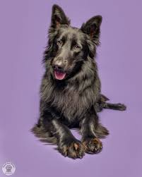 Pin By Island Paw Prints Photography On Local Rescues And Adoption Photos Black Shepherd Dog Photography How To Raise Money