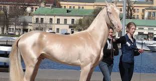 En lice, pour cette 27ème édition, 25 toutous au physique approximatifs, et pour la plupart adoptés dans des refuges, qui ont défilé fièrement aux côtés de leurs maîtres. Dix Des Races De Chevaux Les Plus Rares Et Les Plus Belles Au Monde