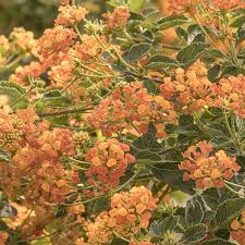 Start studying flowering plants chapter 6. Best Early Spring Flowering Plants To Attract Pollinators Finegardening