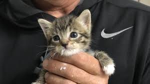 Cute kittens and puppies bottle feeding compilation. How Kittens Go From Clueless To Cute School Of Veterinary Medicine
